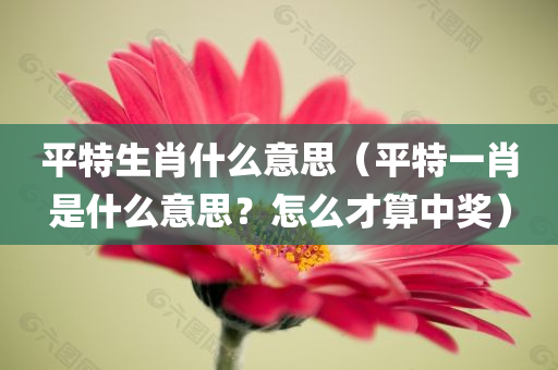 平特生肖什么意思（平特一肖是什么意思？怎么才算中奖）