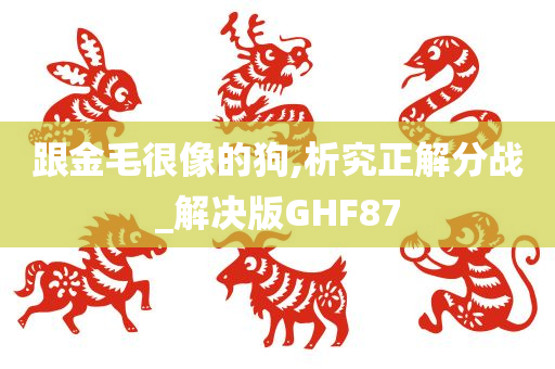 跟金毛很像的狗,析究正解分战_解决版GHF87